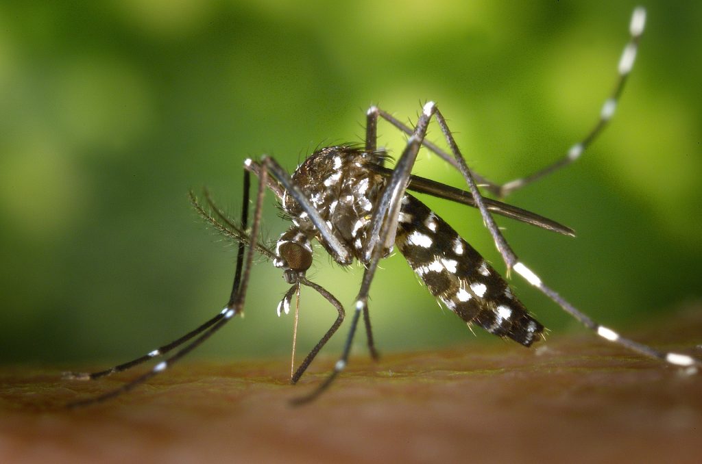 Tiger mosquito 49141