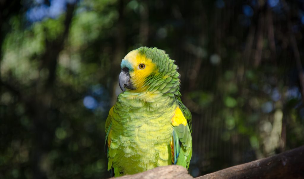 Amazona aestiva captive 8a (2)