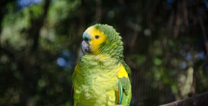 Amazona aestiva captive 8a (2)