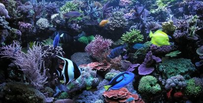Peixes Ornamentais e Corais Coloridos