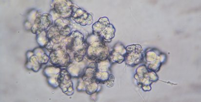 Lab leandro9 pochonia clamidosporo