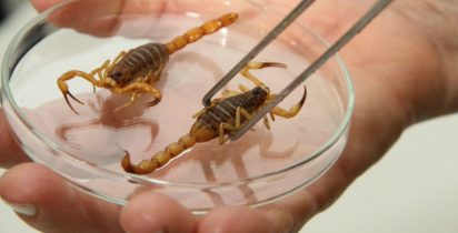 Animais que curam pesquisas transformam venenos em remédios