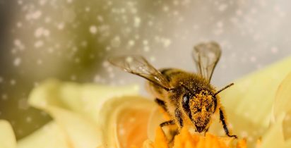 Propolis
