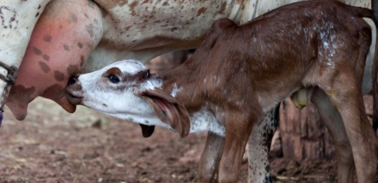Vaca No Cio