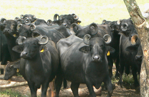 Bubalinos criacao