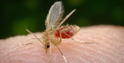 Drauzio mosquito palha leishmaniose Phlebotomus pappatasi Centers for Disease Control and Preventions Public Health Image Library 1000x563