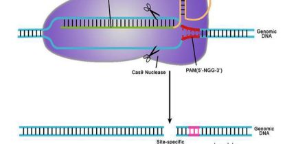 CRISPR mod2