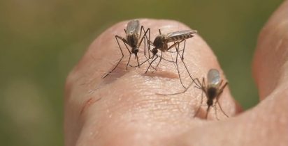 Bda malaria