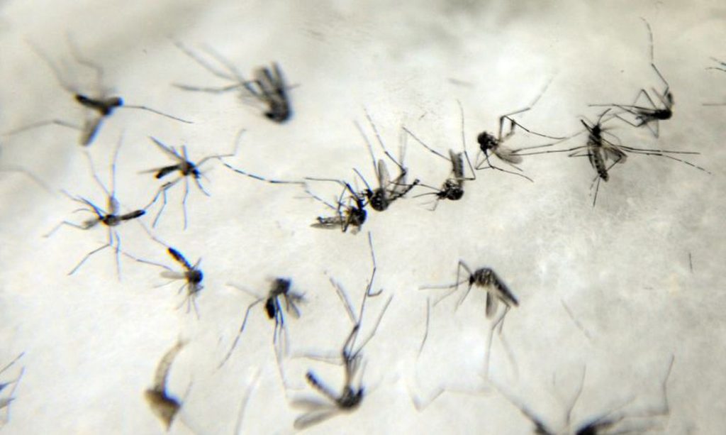 Aedes