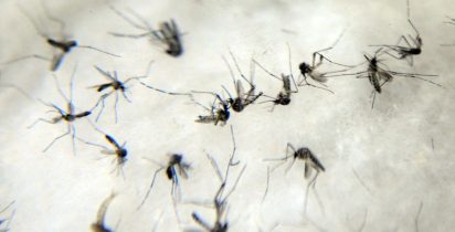 Aedes