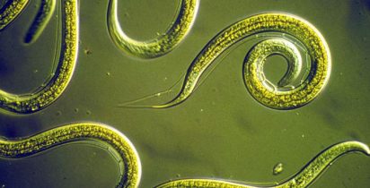 CTIT UFMG ASCARIDIASE