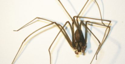 CTIT UFMG ARANHA MARROM