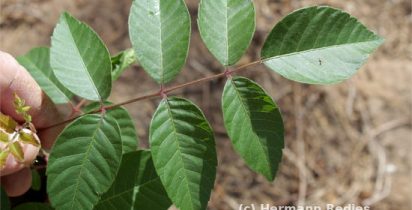 CTIT UFMG INOVACAO FITOTERÁPICOS
