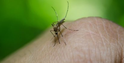 CTIT UFMG FEBRE AMARELA ZIKA DENGUE
