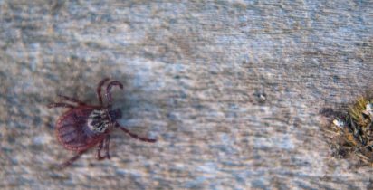 CTIT UFMG RHIPICEPHALUS SANGUINEUS