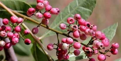 CTIT UFMG ANTIFUNGICA