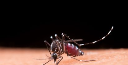 Mosquito